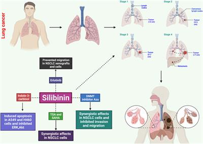 A comprehensive evaluation of the therapeutic potential of silibinin: a ray of hope in cancer treatment